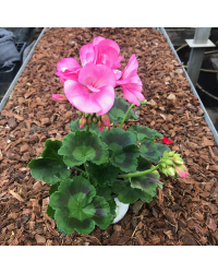 Geranium Droit Candy Rose