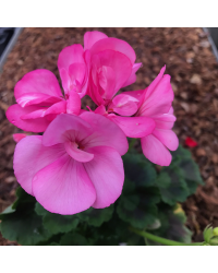 Geranium Droit Candy Rose