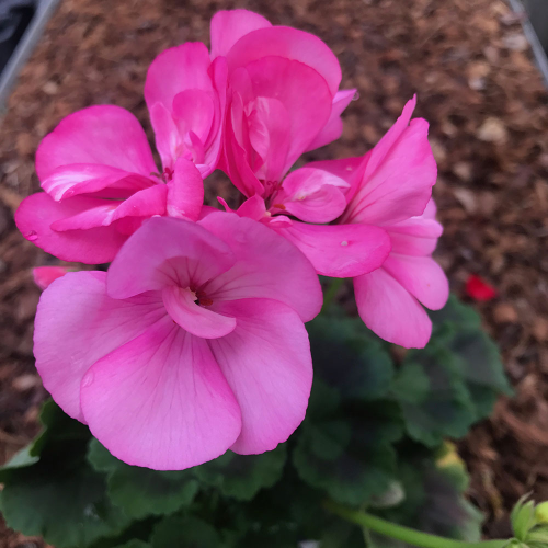 Geranium Droit Candy Rose