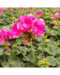 Geranium Droit Candy Rose