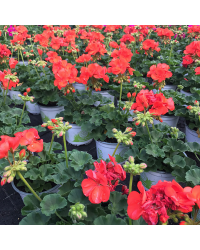 Geranium Droit Gloria