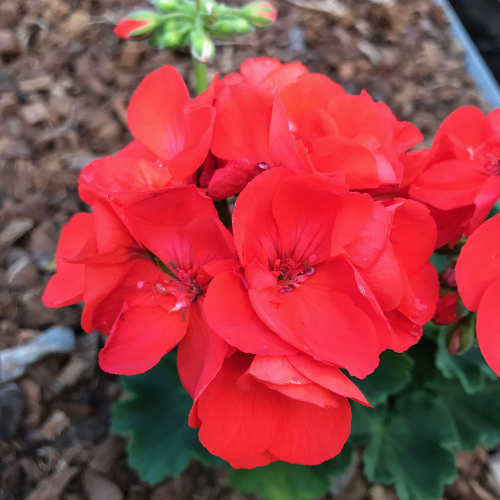 Geranium Droit Gloria