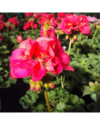 Geranium Droit Big Ezee Neon