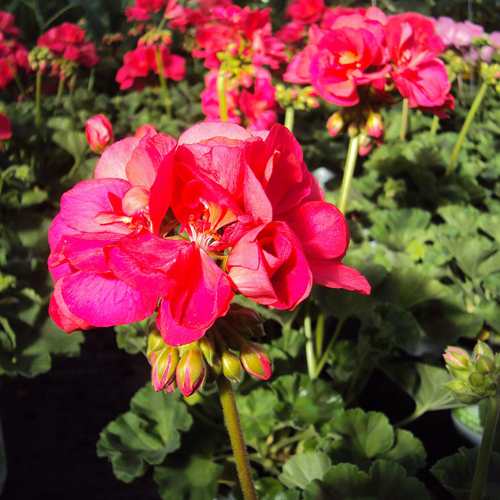 Geranium Droit Big Ezee Neon