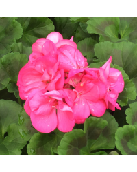 Geranium Zonal Toscana Hanna