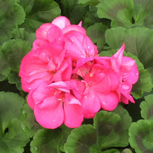 Geranium Zonal Toscana Hanna