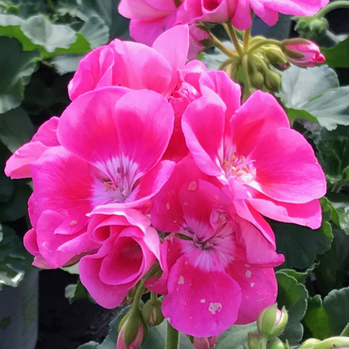 Geranium Droit Pinnacle  Celine rose
