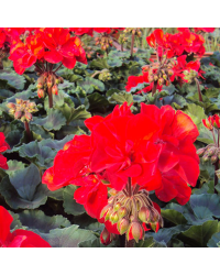 Geranium Zonal Americana Deep Red Fisrodark