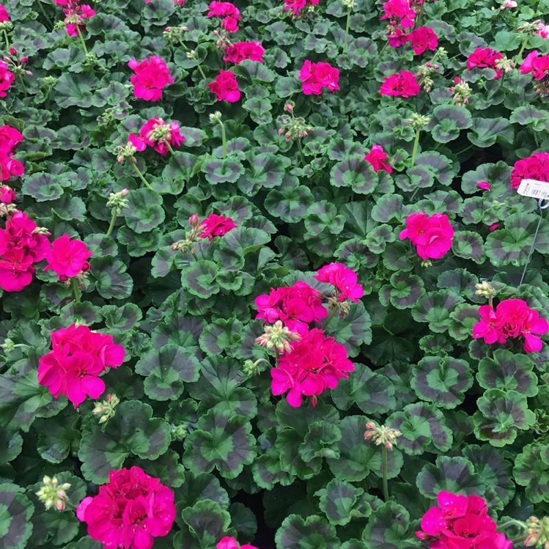 Acheter Geranium zonal Americana Violet pas cher