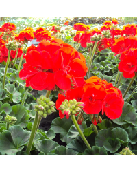 Geranium Droit Savannah Really Red