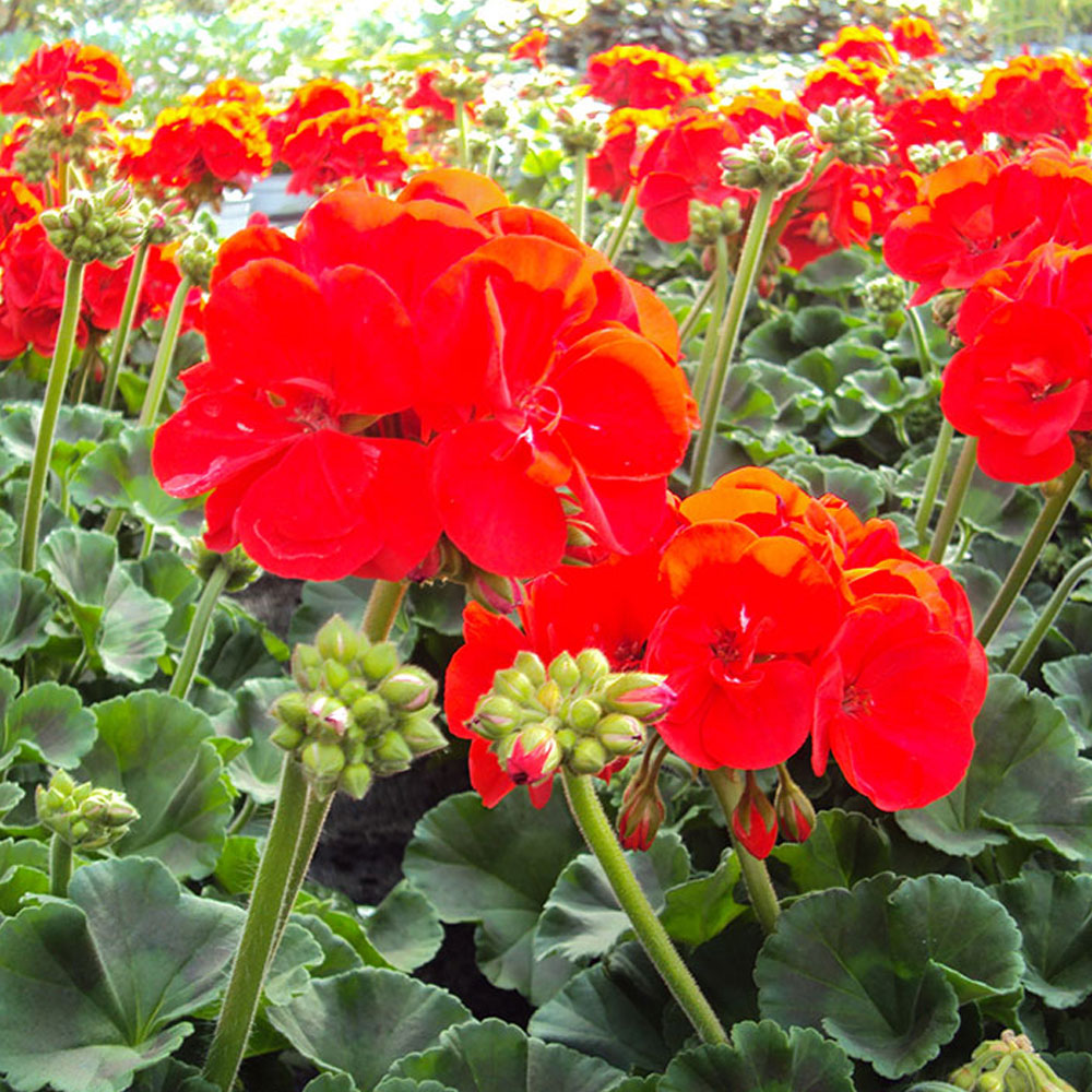 Geranium Droit Savannah Really Red