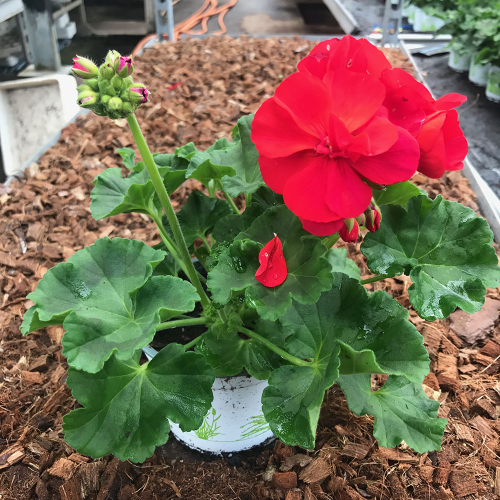 Geranium Zonal Toscana Senna