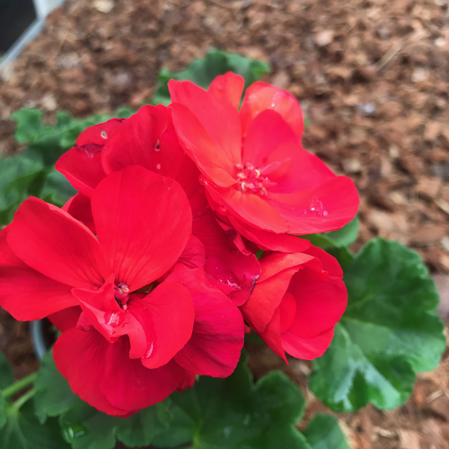 Geranium Zonal Toscana Senna