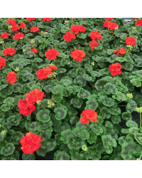 Geranium Zonal Anthony rouge