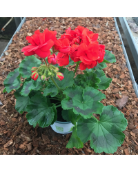 Geranium Zonal Anthony rouge