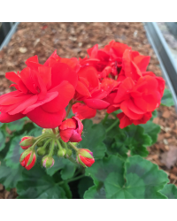 Geranium Zonal Anthony rouge