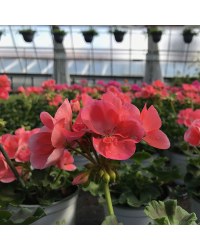 Geranium Droit Rose Classic Grand Prix Fisrot