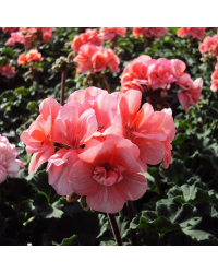 Geranium Droit Rose Classic Grand Prix Fisrot
