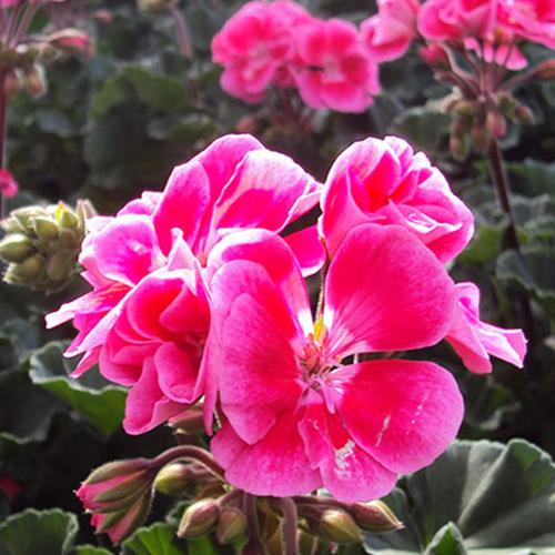 Geranium Zonal Toscana Tammo