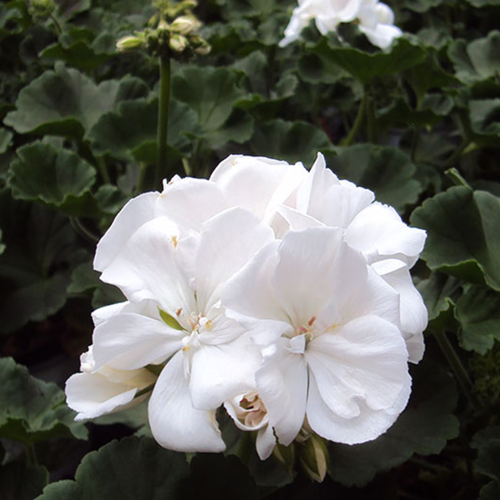 Geranium Zonal Classic White