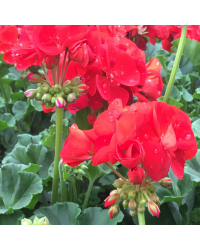 Geranium Droit Victor