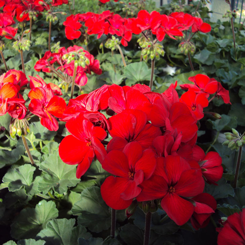 Geranium Droit Sarita Dark Red