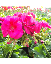 Geranium Zonal Toscana Regina