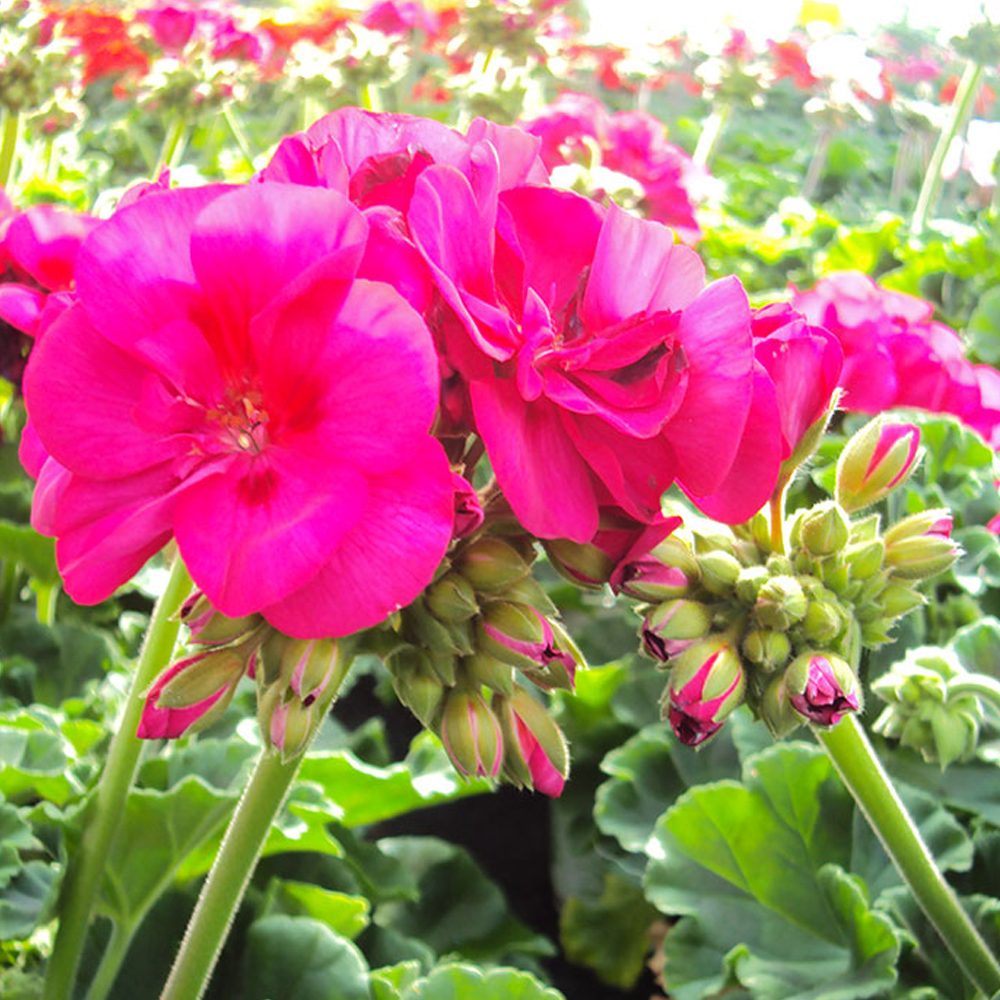 Geranium Zonal Toscana Regina