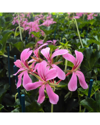 Geranium Lierre Décora Stellena