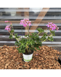 Geranium Lierre Décora Stellena