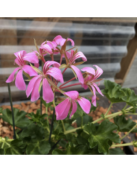 Geranium Lierre Décora Stellena