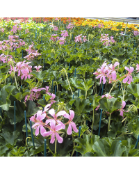Geranium Lierre Décora Stellena