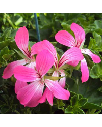 Geranium Lierre Simple Acapulco Rose