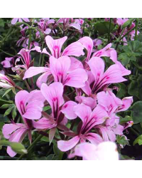Geranium Lierre Simple Mauve Basky