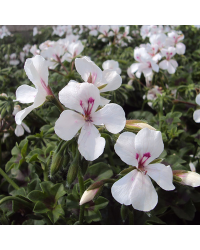 Geranium Lierre Rainbow Blanc