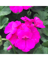 Geranium Lierre Interspecific Caliente Lavender Applied