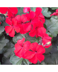 Geranium Lierre Interspecific Caliente Fire