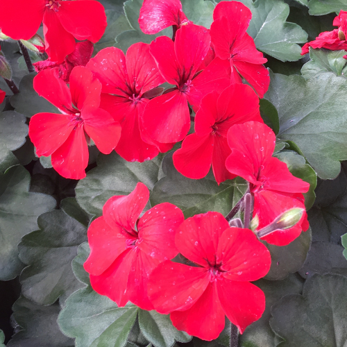 Geranium Lierre Interspecific Caliente Fire