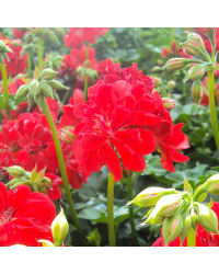 Geranium Lierre Boneta