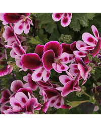 Geranium Droit Angeleyes Randy