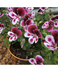 Pelargonium Angeleyes Bicolor Improved
