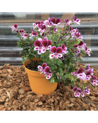 Pelargonium Angeleyes Bicolor Improved