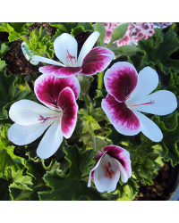 Pelargonium Angeleyes Bicolor Improved