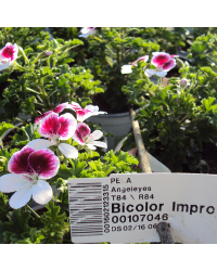 Pelargonium Angeleyes Bicolor Improved