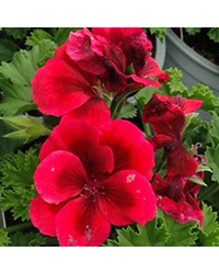 Pelargonium Pac Candy Flower Bright Red