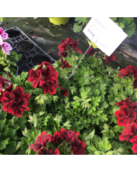 Pelargonium Pac Candy Flower Bright Red