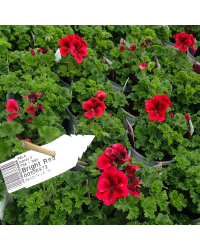 Pelargonium Pac Candy Flower Bright Red