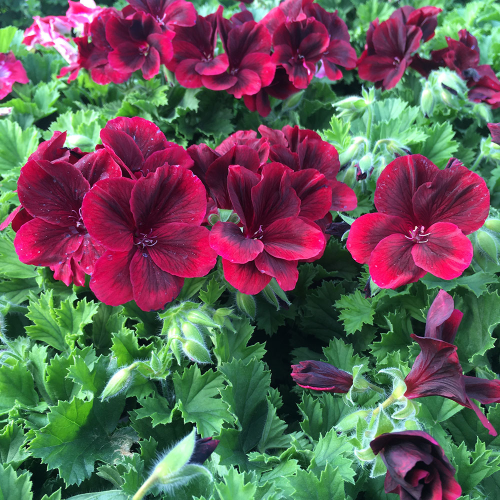 Pelargonium Candy Flower Mauve