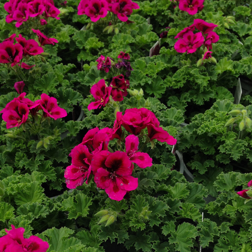 Pelargonium Candy Flower Mauve