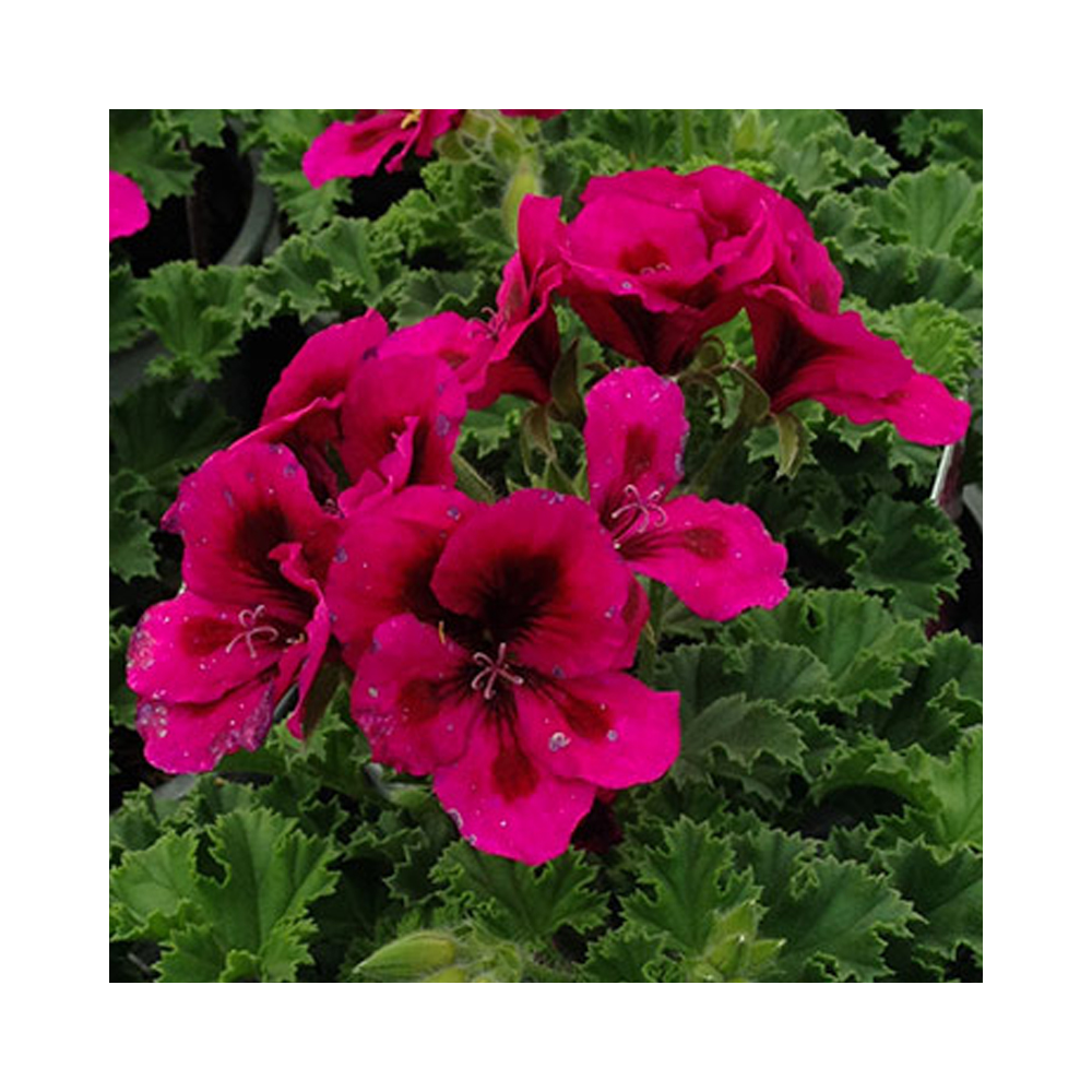 Pelargonium Candy Flower Mauve